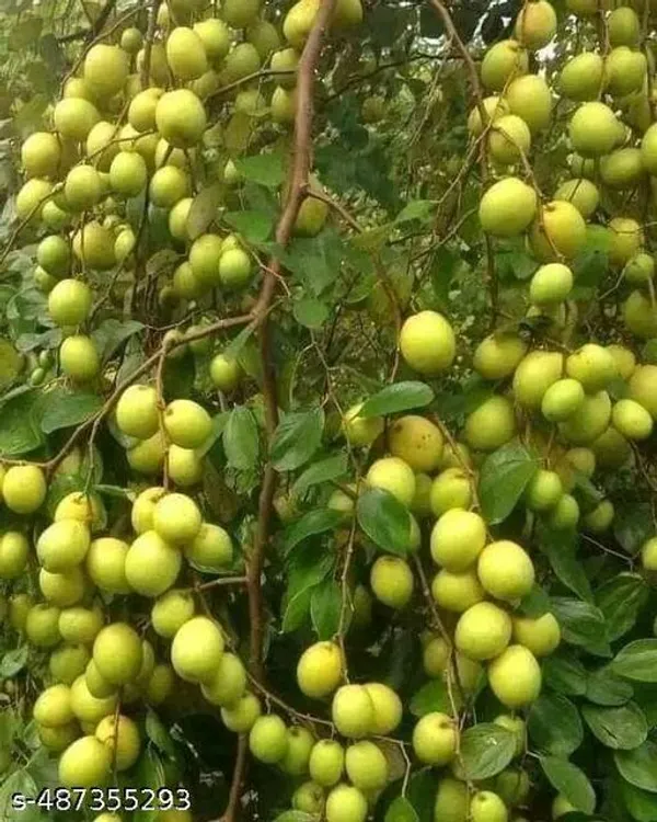 Jujube_Fruit_plant_Grafted/Apple_Bar_plant