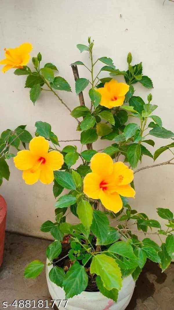 Hibiscus_flowers_plant_Yellow