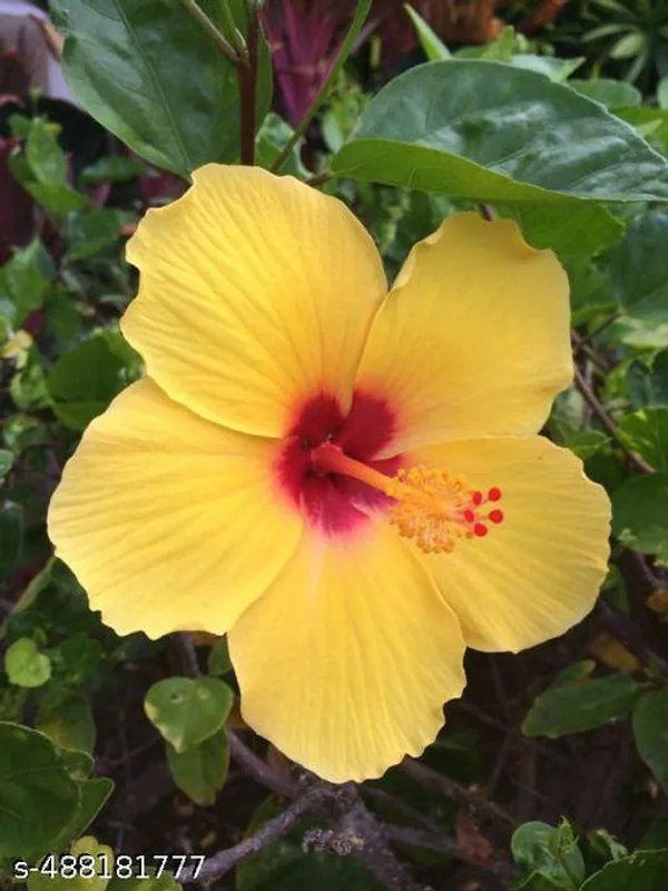 Hibiscus_flowers_plant_Yellow