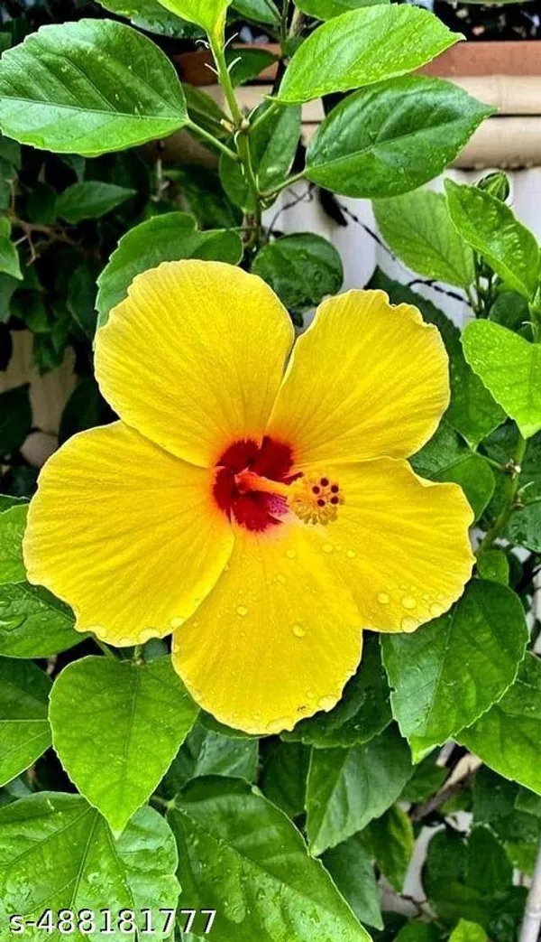 Hibiscus_flowers_plant_Yellow
