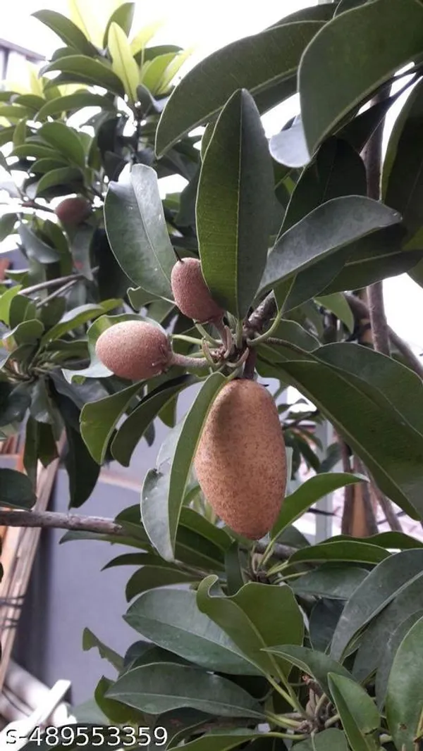 Sapota_Fruit_plant/Chiku_Fruit_plant