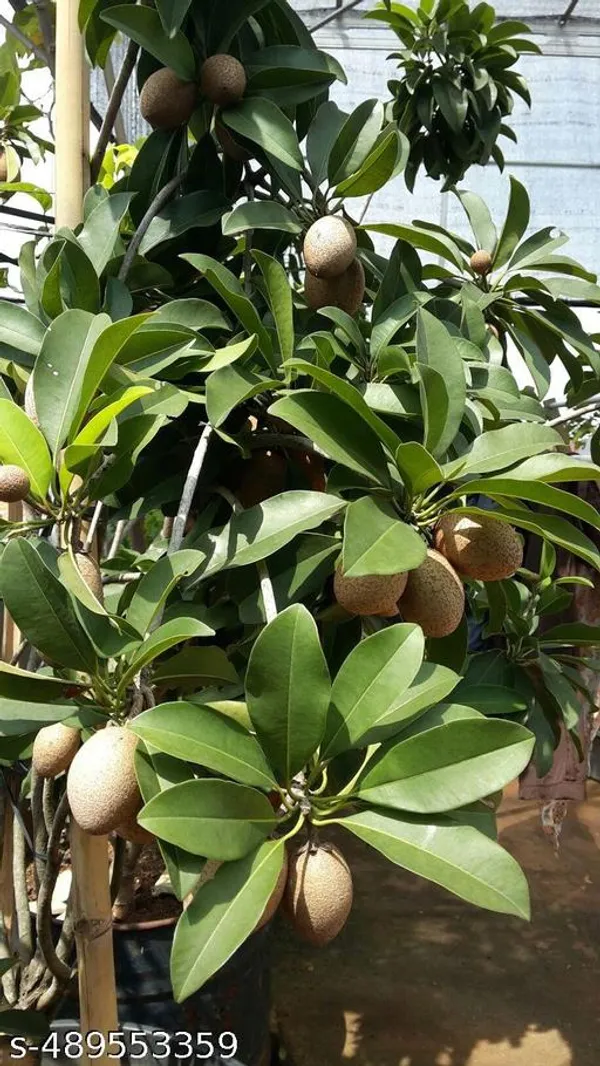 Sapota_Fruit_plant/Chiku_Fruit_plant