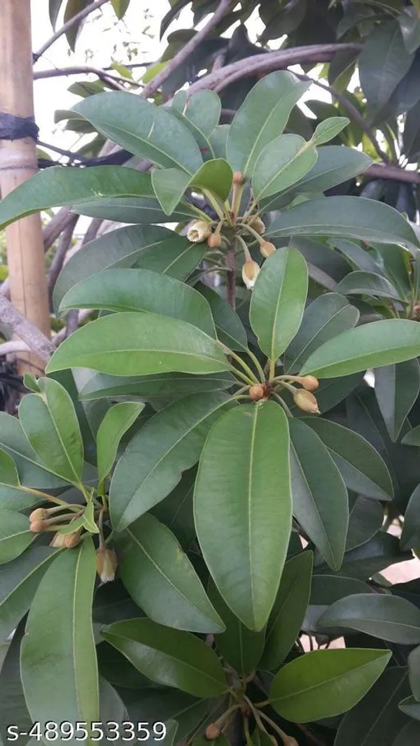 Sapota_Fruit_plant/Chiku_Fruit_plant