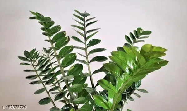 ZZ_plant_(Indoor_plant)