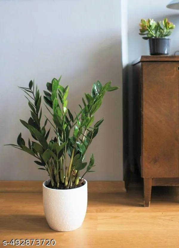 ZZ_plant_(Indoor_plant)