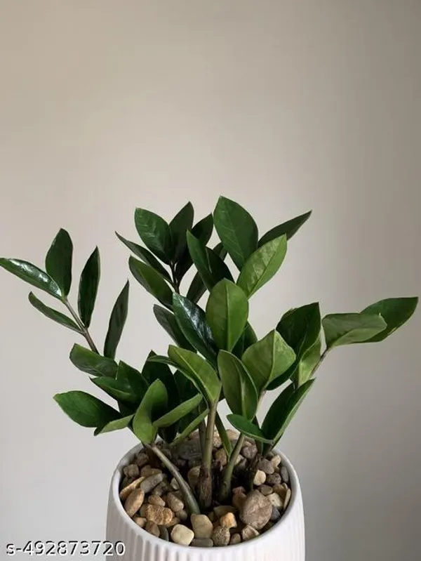 ZZ_plant_(Indoor_plant)