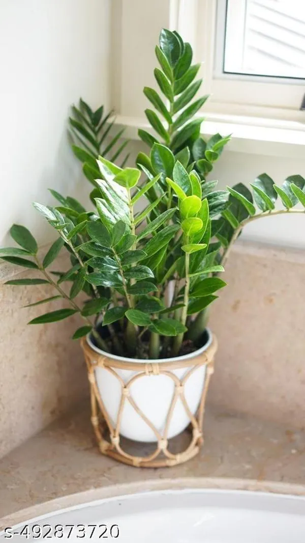ZZ_plant_(Indoor_plant)