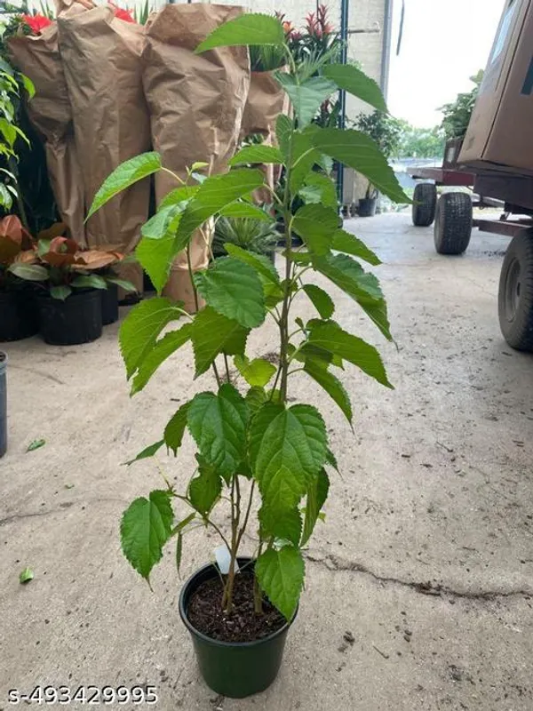 American_Mulberry_Fruit_plant