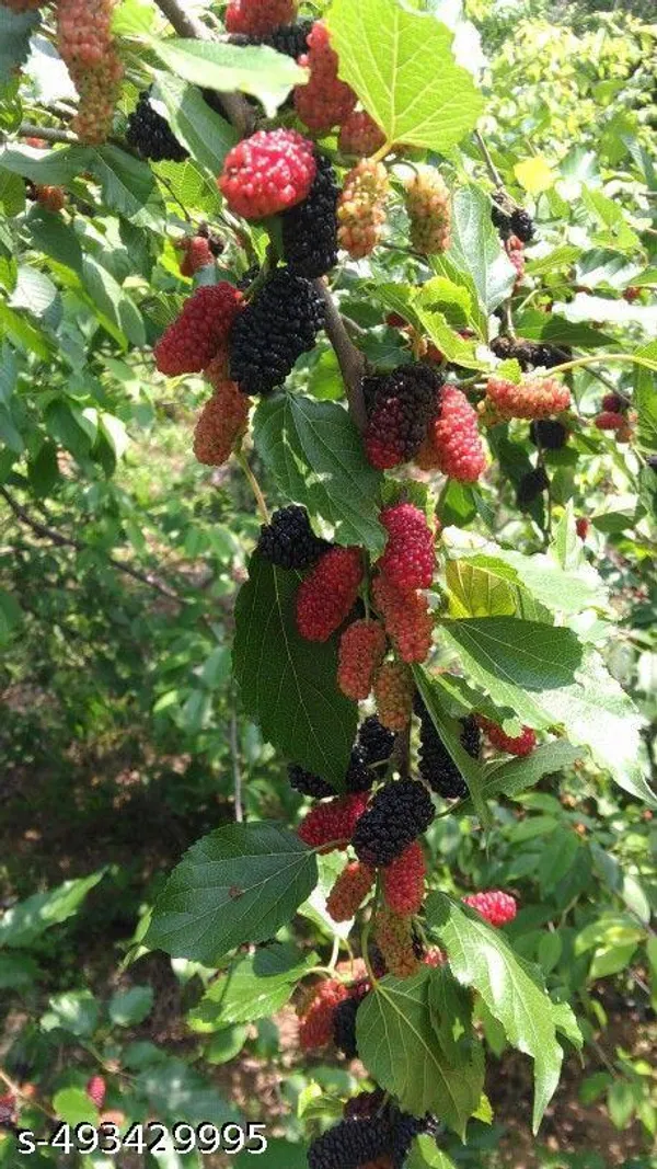 American_Mulberry_Fruit_plant