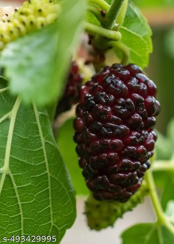 American_Mulberry_Fruit_plant