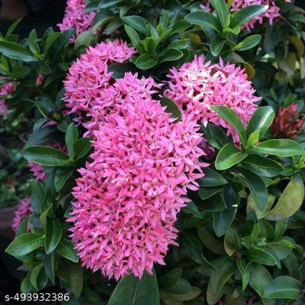 Ixora_Flower_plant/Rangan_Flower_plant