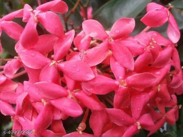 Ixora_Flower_plant/Rangan_Flower_plant