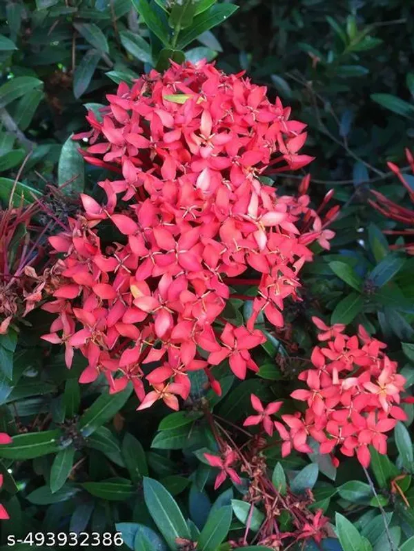 Ixora_Flower_plant/Rangan_Flower_plant