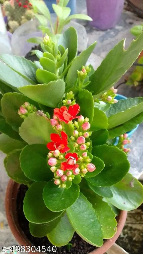 Kalanchoe_Flower_plant