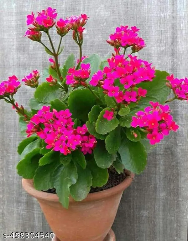 Kalanchoe_Flower_plant