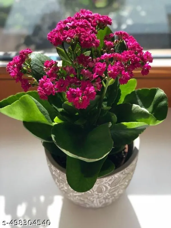 Kalanchoe_Flower_plant