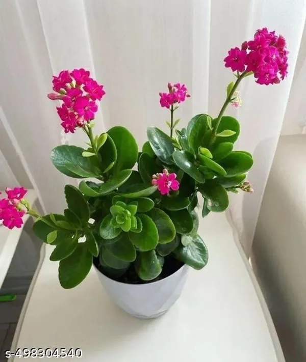 Kalanchoe_Flower_plant