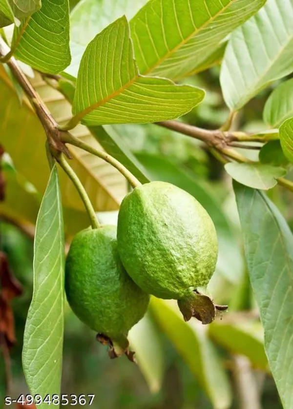 Guava_Fruit_plant_(Grafted_pack_of_1)