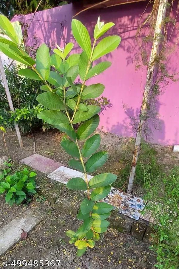 Guava_Fruit_plant_(Grafted_pack_of_1)