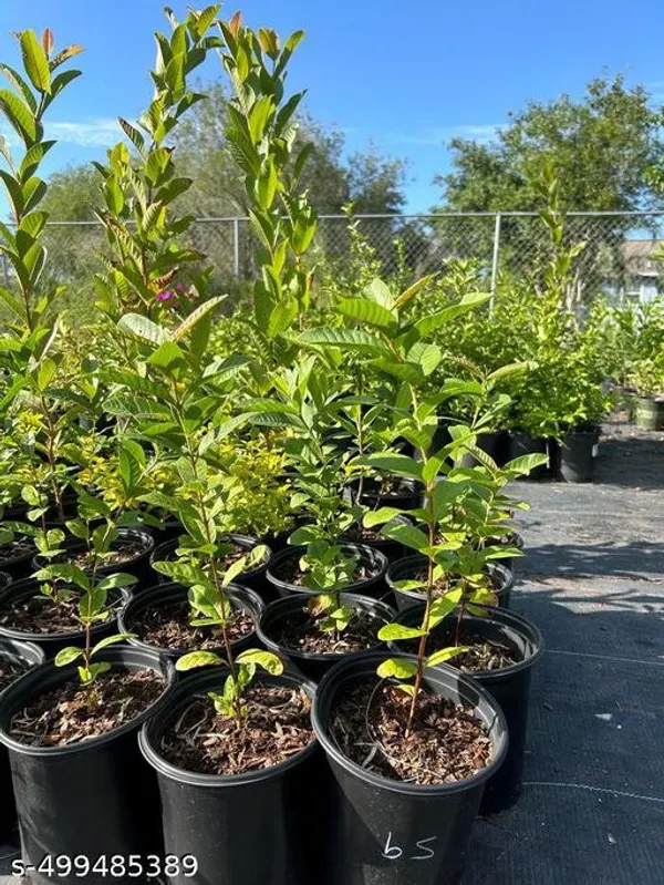 Guava_Fruit_plant_(Grafted_pack_of_1)