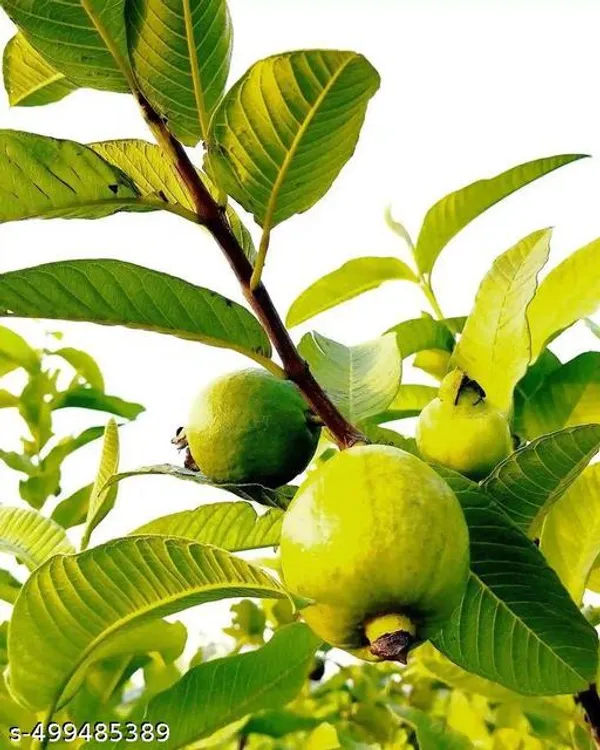 Guava_Fruit_plant_(Grafted_pack_of_1)