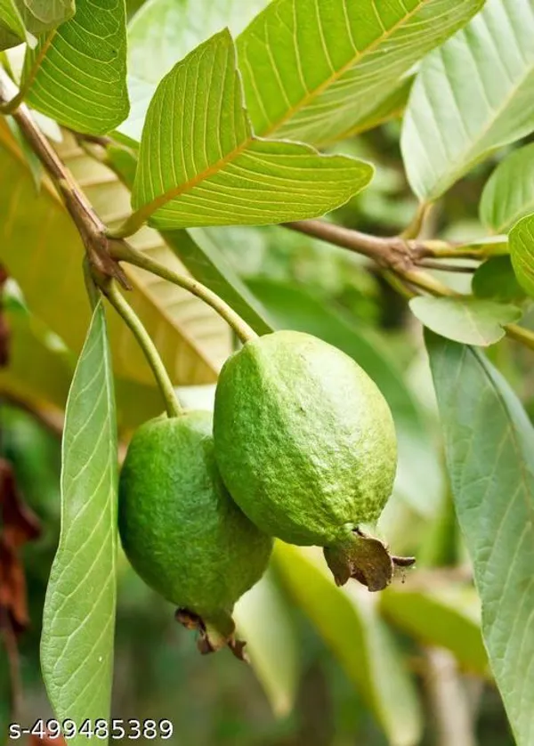 Guava_Fruit_plant_(Grafted_pack_of_1)
