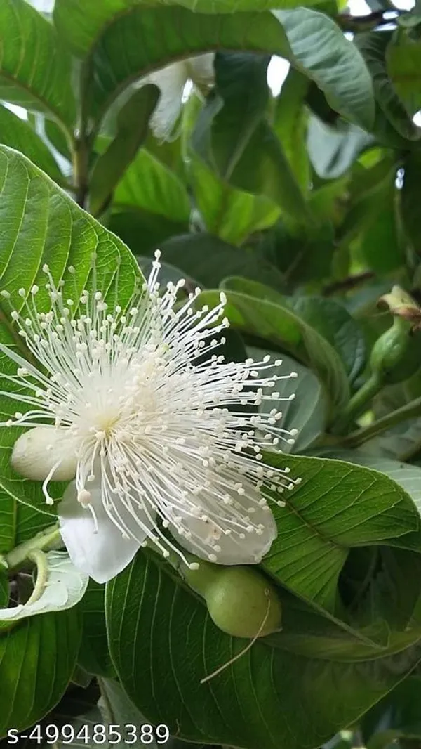 Guava_Fruit_plant_(Grafted_pack_of_1)