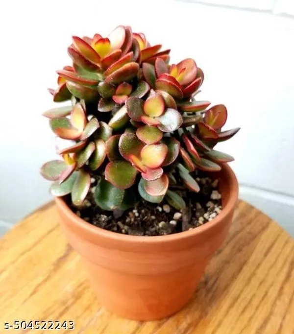 Crassula_Plant/Money_Plant