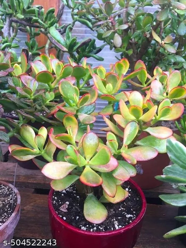 Crassula_Plant/Money_Plant