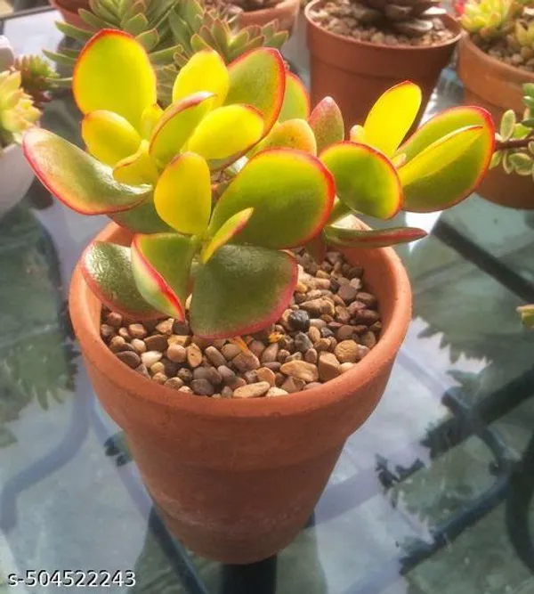 Crassula_Plant/Money_Plant