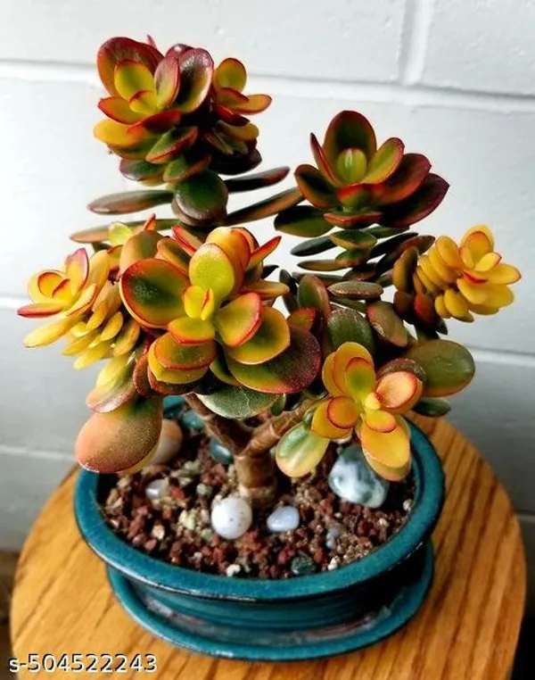 Crassula_Plant/Money_Plant
