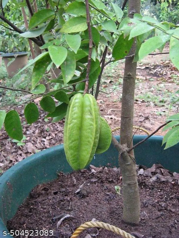 Star_Fruit_plant/Carambola_fruit_plant