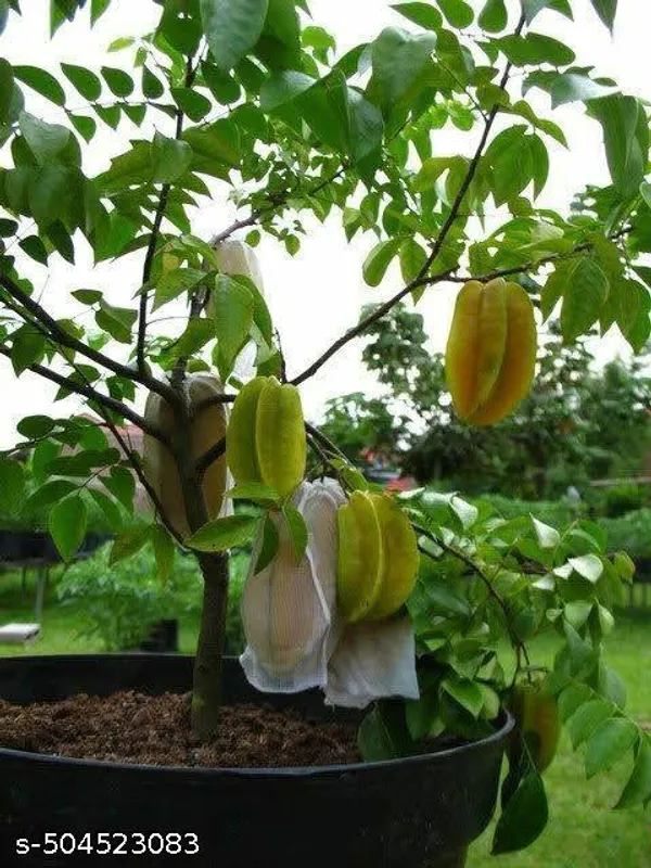 Star_Fruit_plant/Carambola_fruit_plant