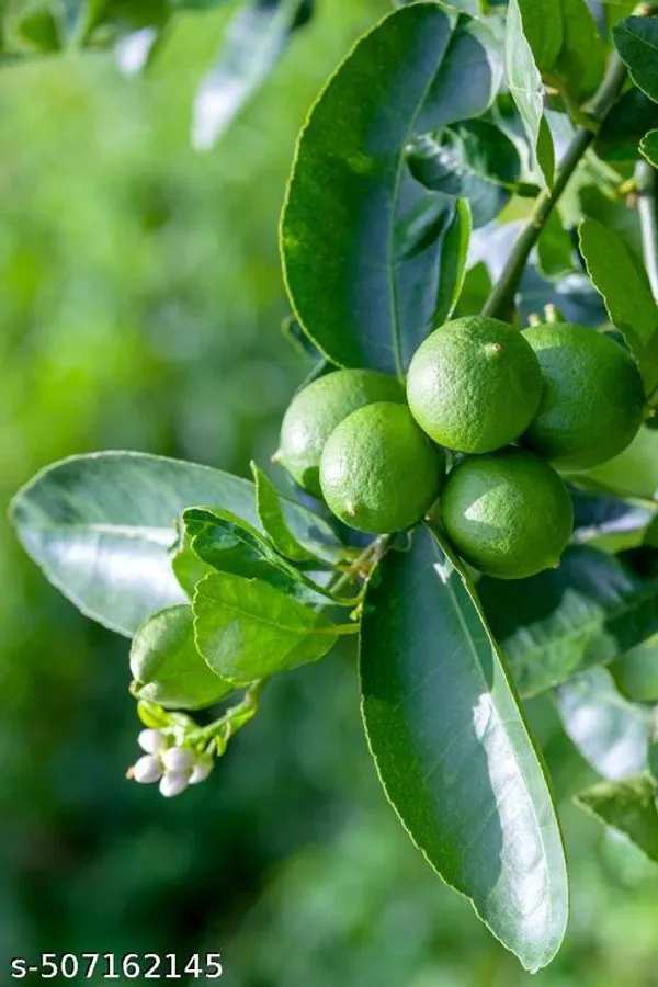 Gandhoraj_lemon_(Grafted_pack_of_1)