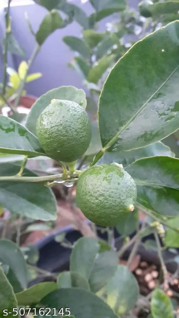 Gandhoraj_lemon_(Grafted_pack_of_1)