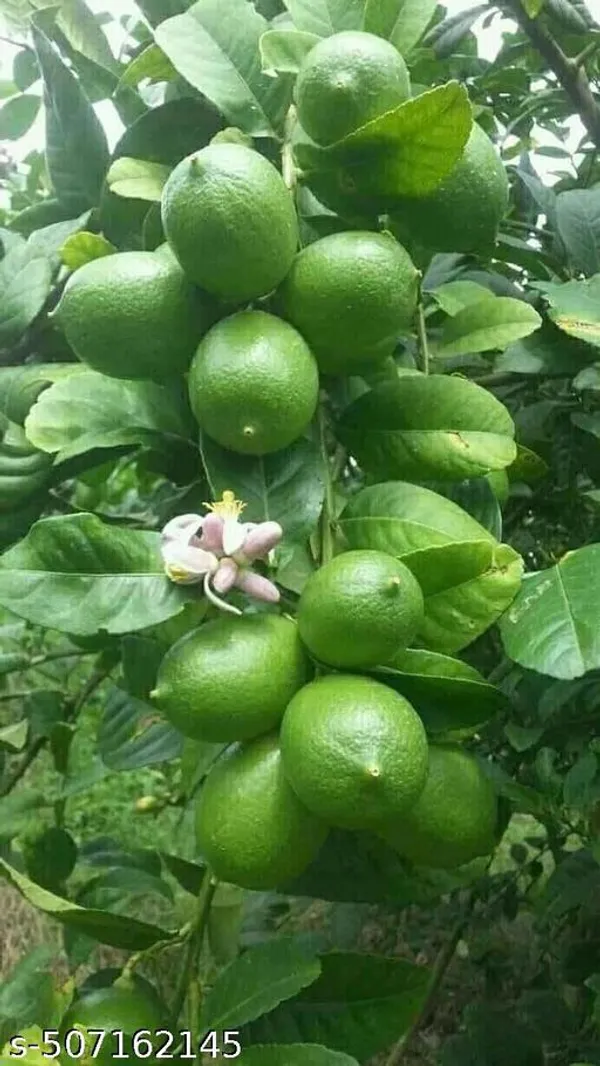 Gandhoraj_lemon_(Grafted_pack_of_1)