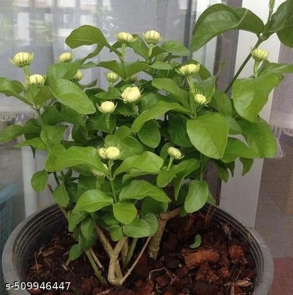 Jasmin_Flower_plant