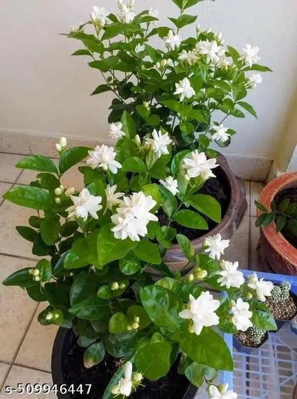 Jasmin_Flower_plant