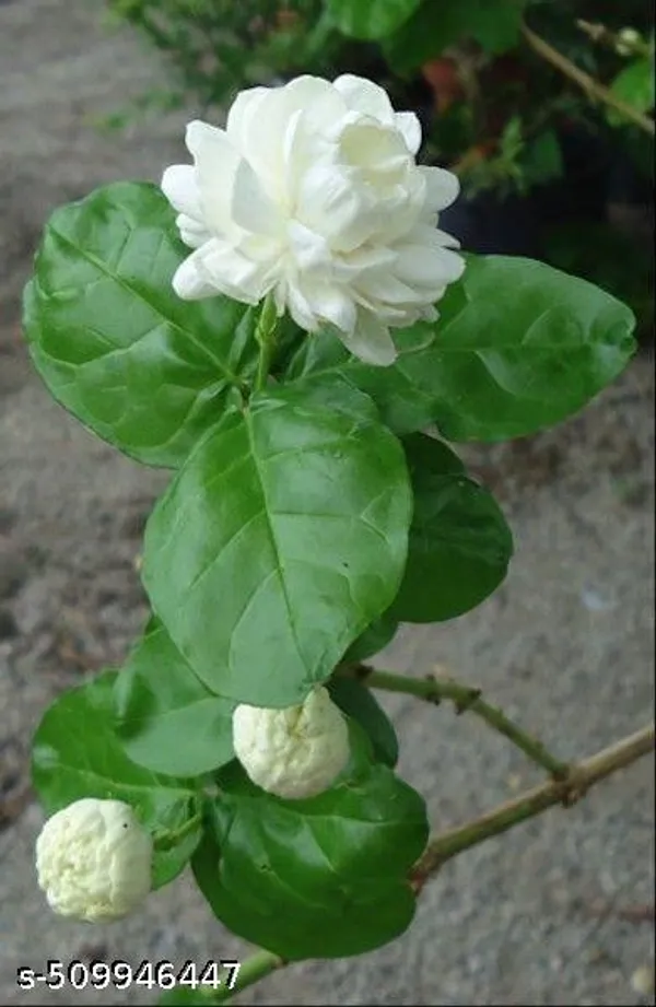 Jasmin_Flower_plant