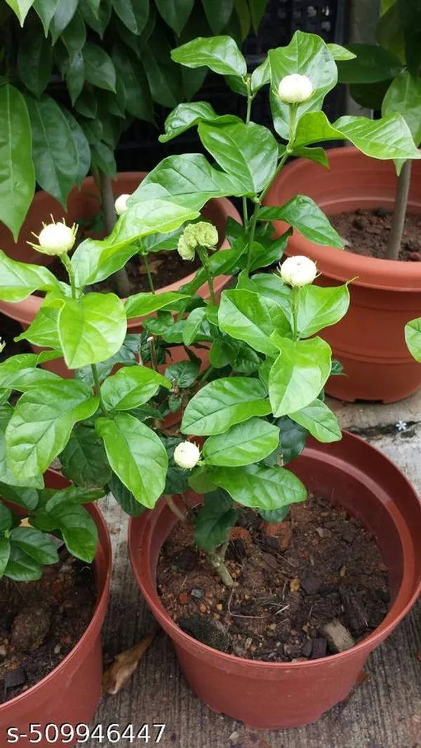 Jasmin_Flower_plant