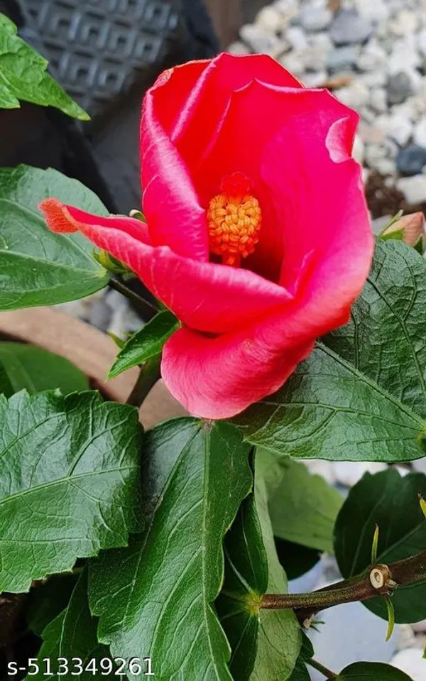 pink_Hibiscus_flowers_plant_(pack_of_1)