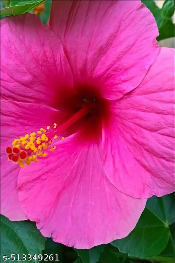 pink_Hibiscus_flowers_plant_(pack_of_1)