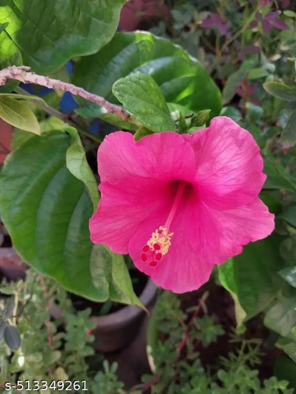 pink_Hibiscus_flowers_plant_(pack_of_1)