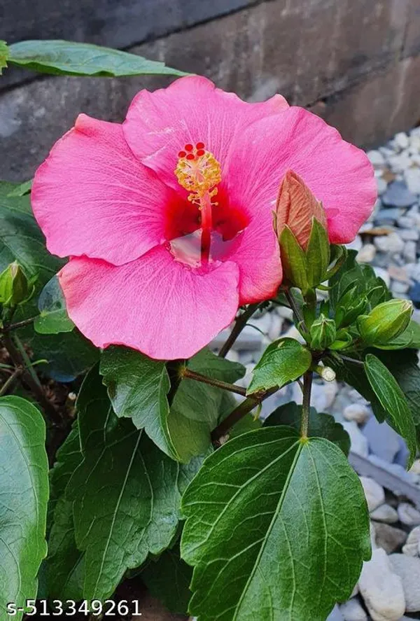 pink_Hibiscus_flowers_plant_(pack_of_1)