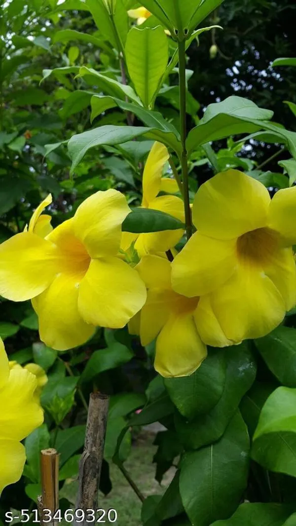 Alamumda_Flower_Plant