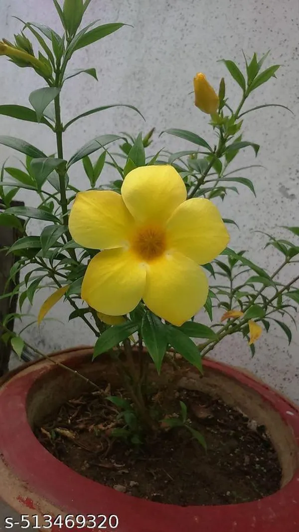Alamumda_Flower_Plant