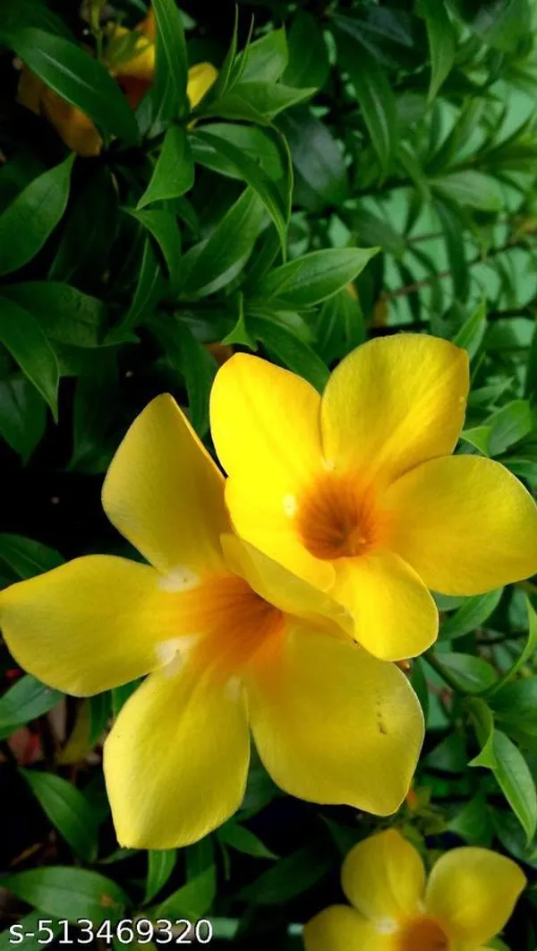 Alamumda_Flower_Plant