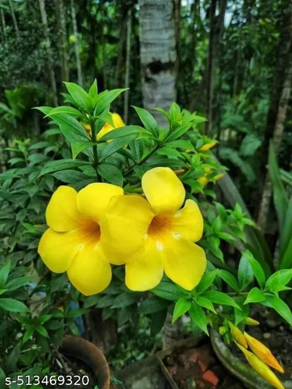 Alamumda_Flower_Plant