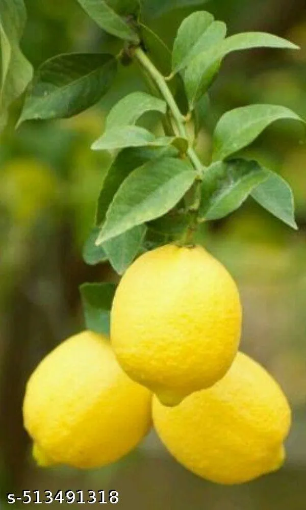 All_time_Seedless_Lemon_Plant_(pack_of_1)