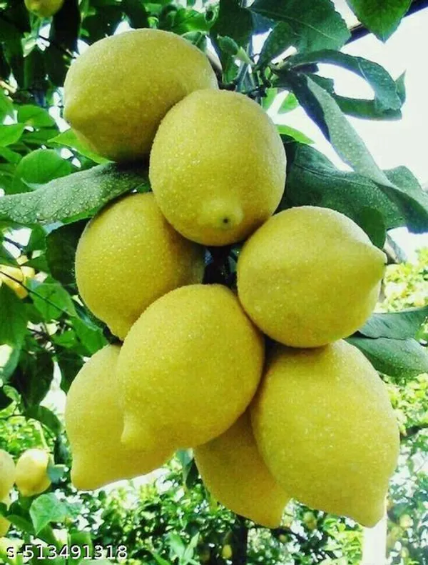 All_time_Seedless_Lemon_Plant_(pack_of_1)